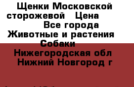 Щенки Московской сторожевой › Цена ­ 35 000 - Все города Животные и растения » Собаки   . Нижегородская обл.,Нижний Новгород г.